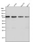Anti-CD19 Rabbit Monoclonal Antibody